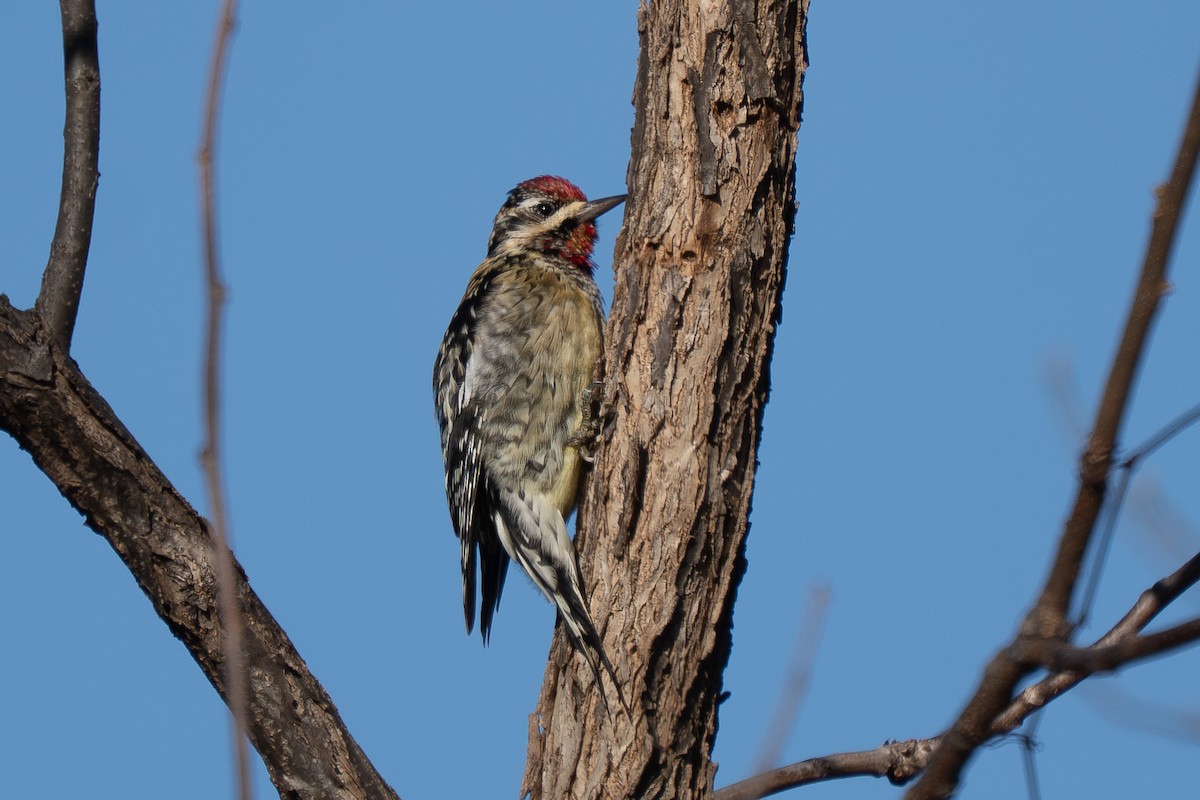 Дятел-смоктун жовточеревий - ML647242892