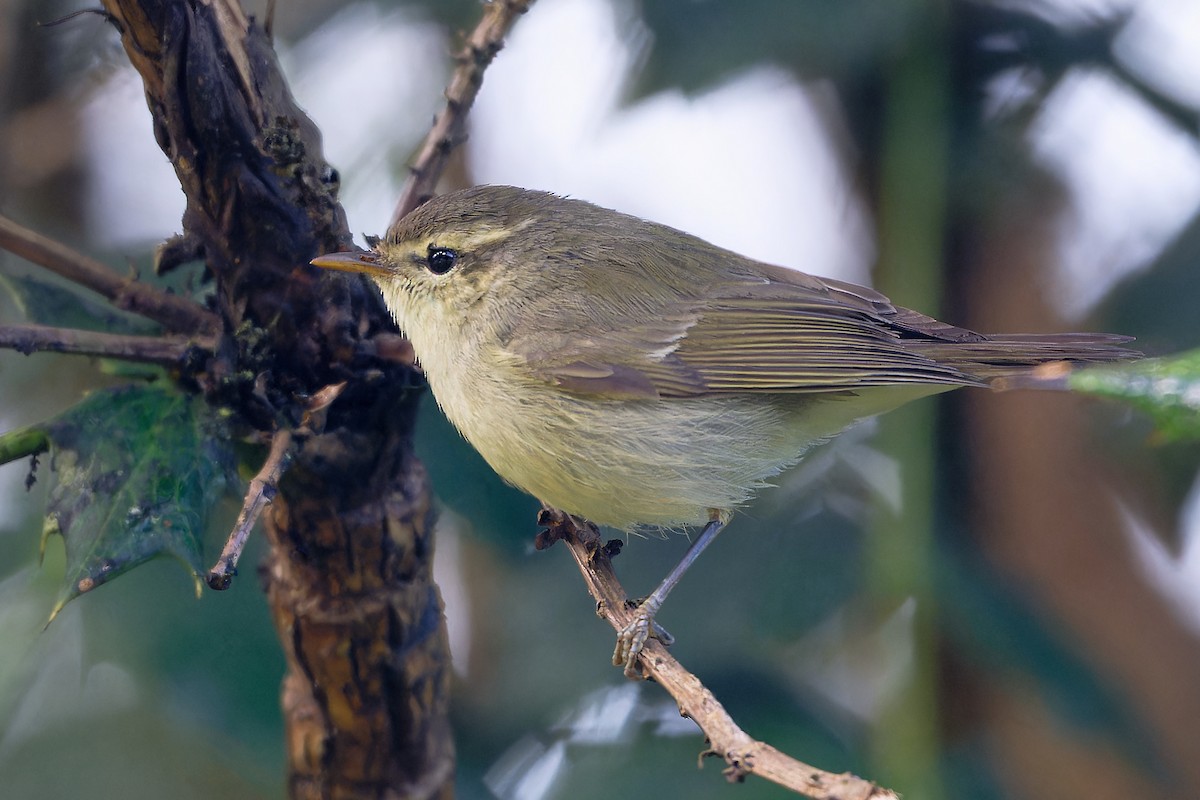 østsanger - ML647242900