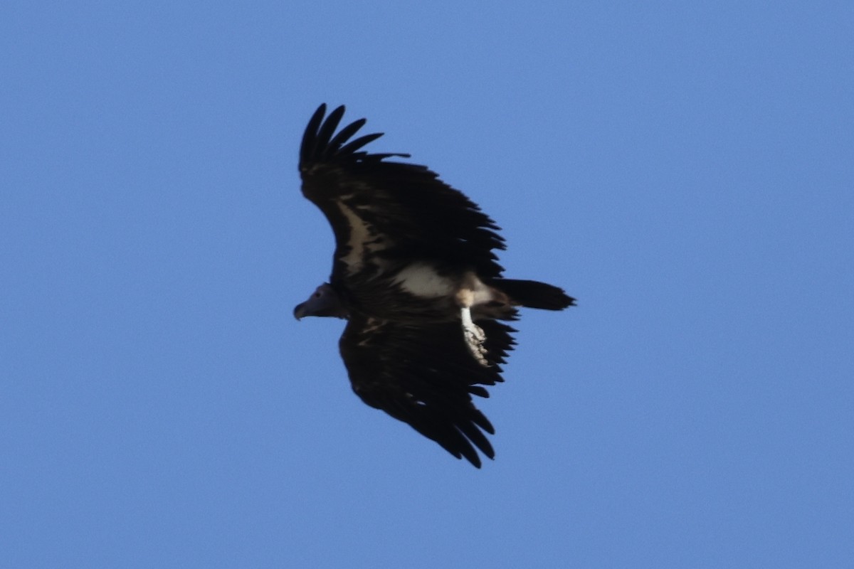 Lappet-faced Vulture - ML647242901