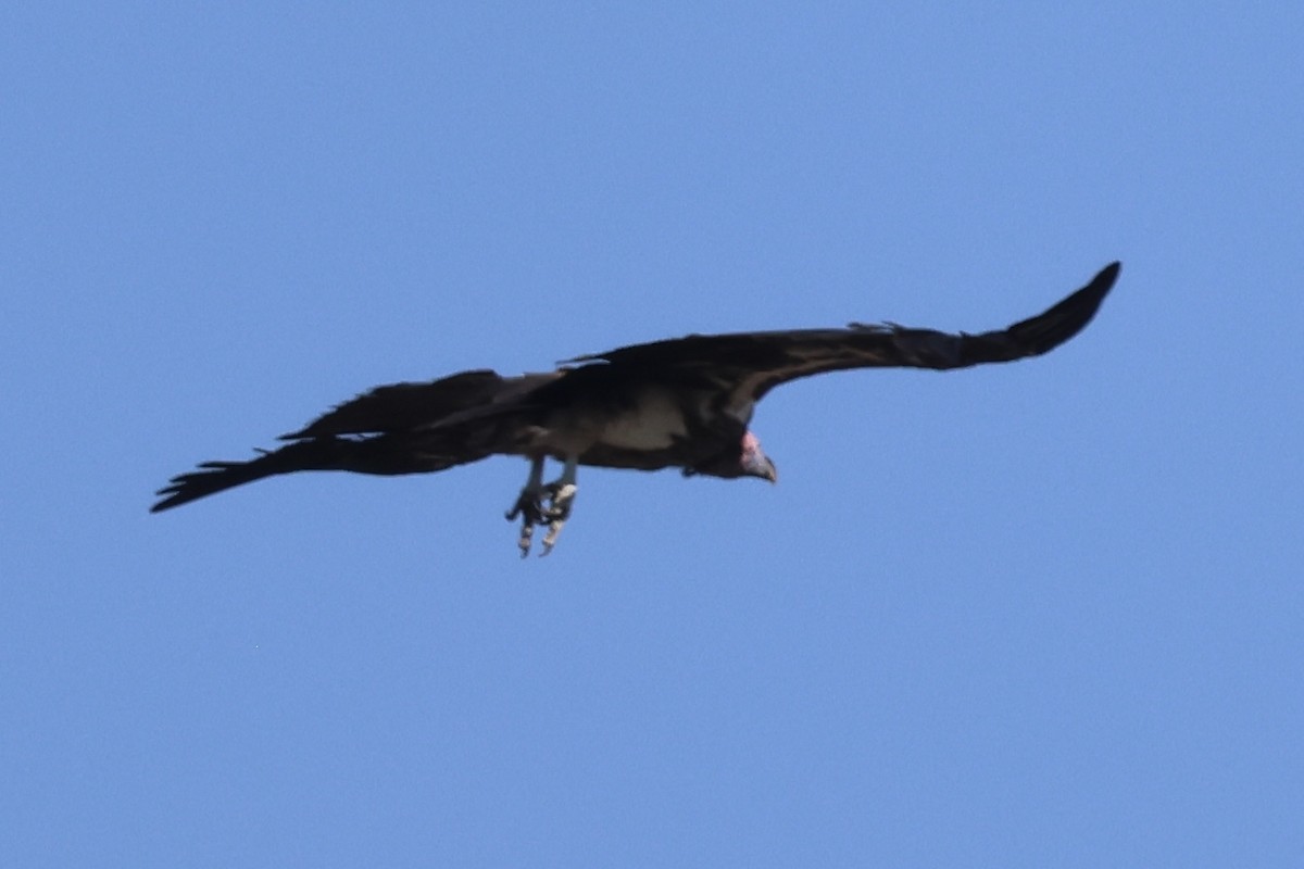 Lappet-faced Vulture - ML647242902