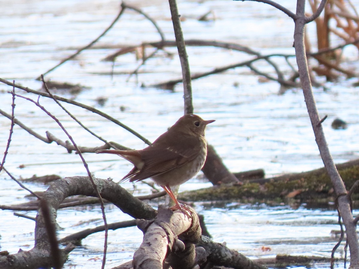 Дрізд-короткодзьоб плямистоволий - ML647242905