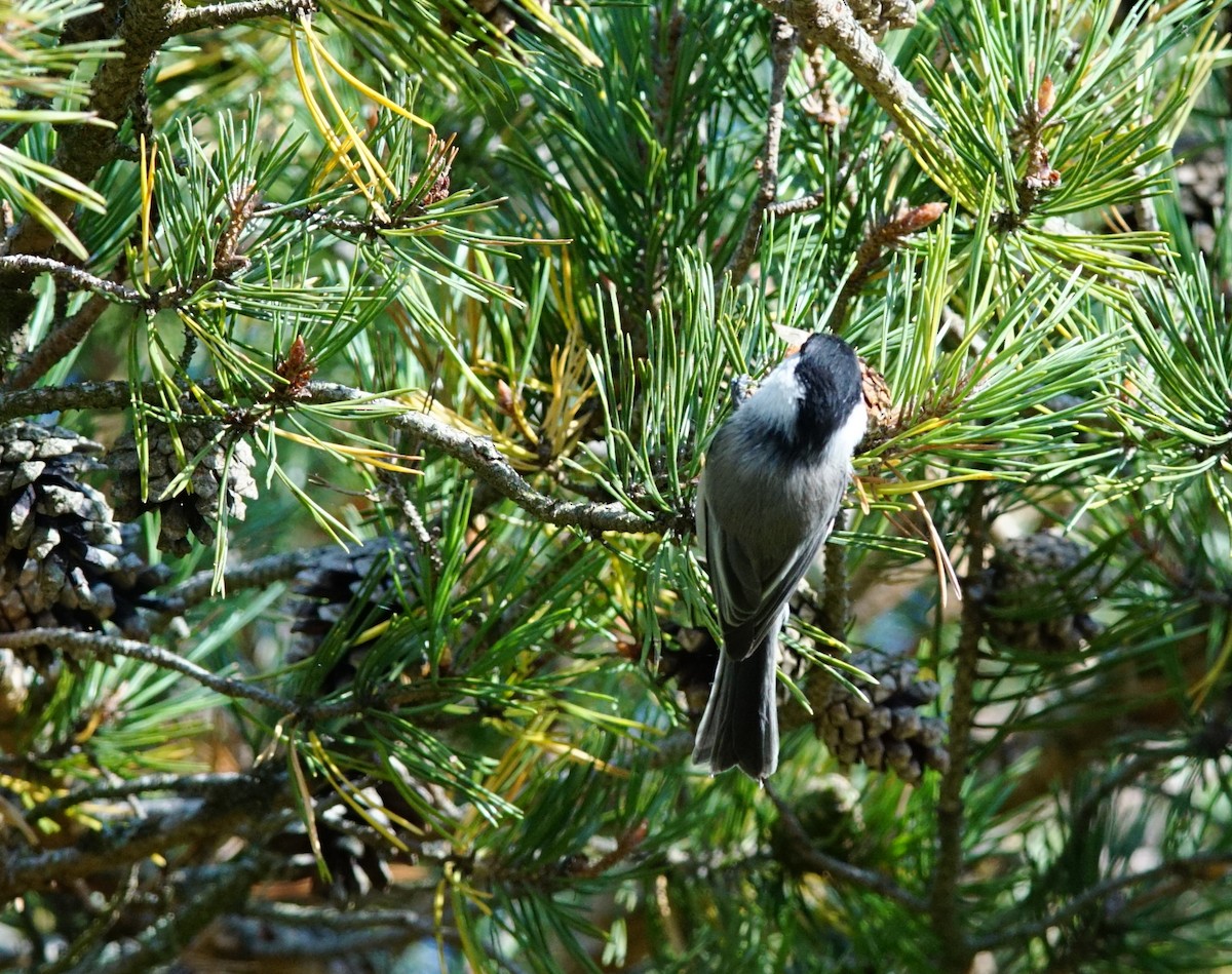 Mésange boréale - ML647242906