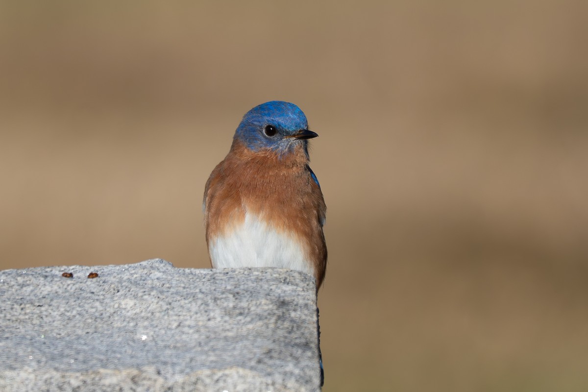 Блакитник східний - ML647242917