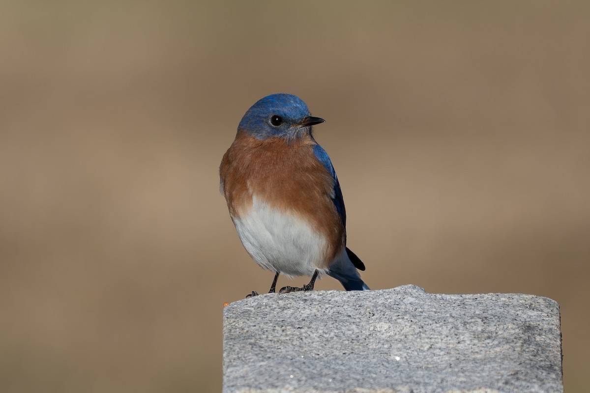 Блакитник східний - ML647242918