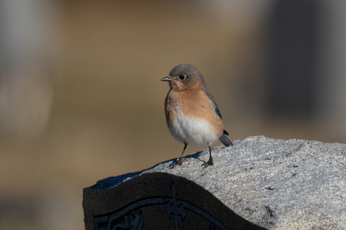 Блакитник східний - ML647242919