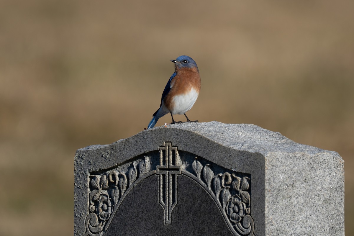 Блакитник східний - ML647242920