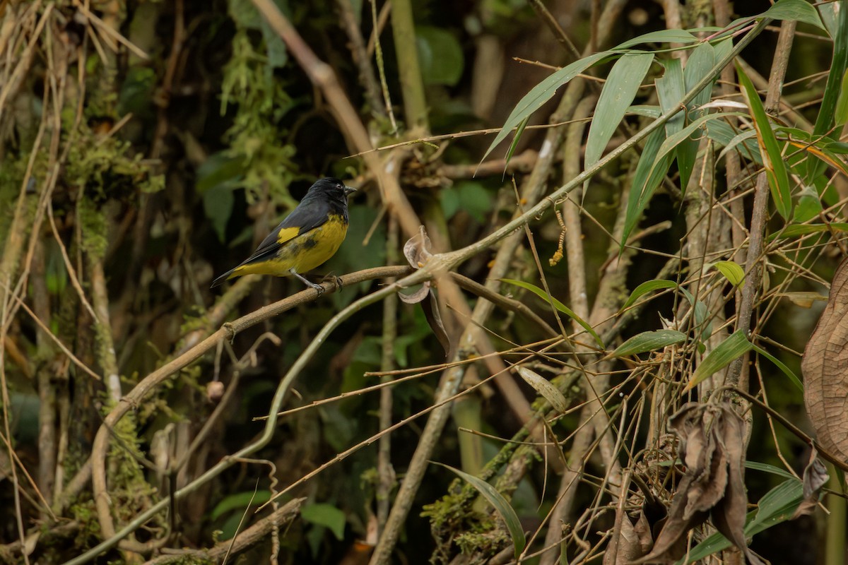 Yellow-bellied Siskin - ML647242921