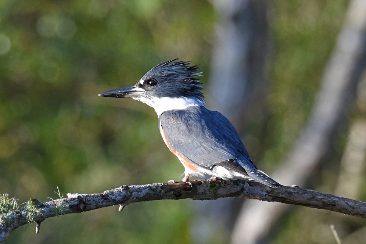 Рибалочка-чубань північний - ML647242923