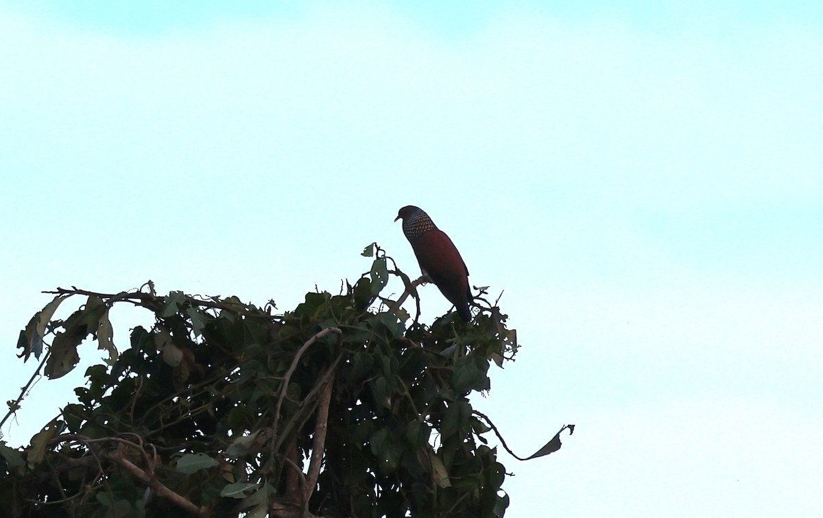 Scaled Pigeon - ML647242924