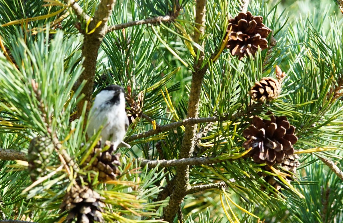 Mésange boréale - ML647242926