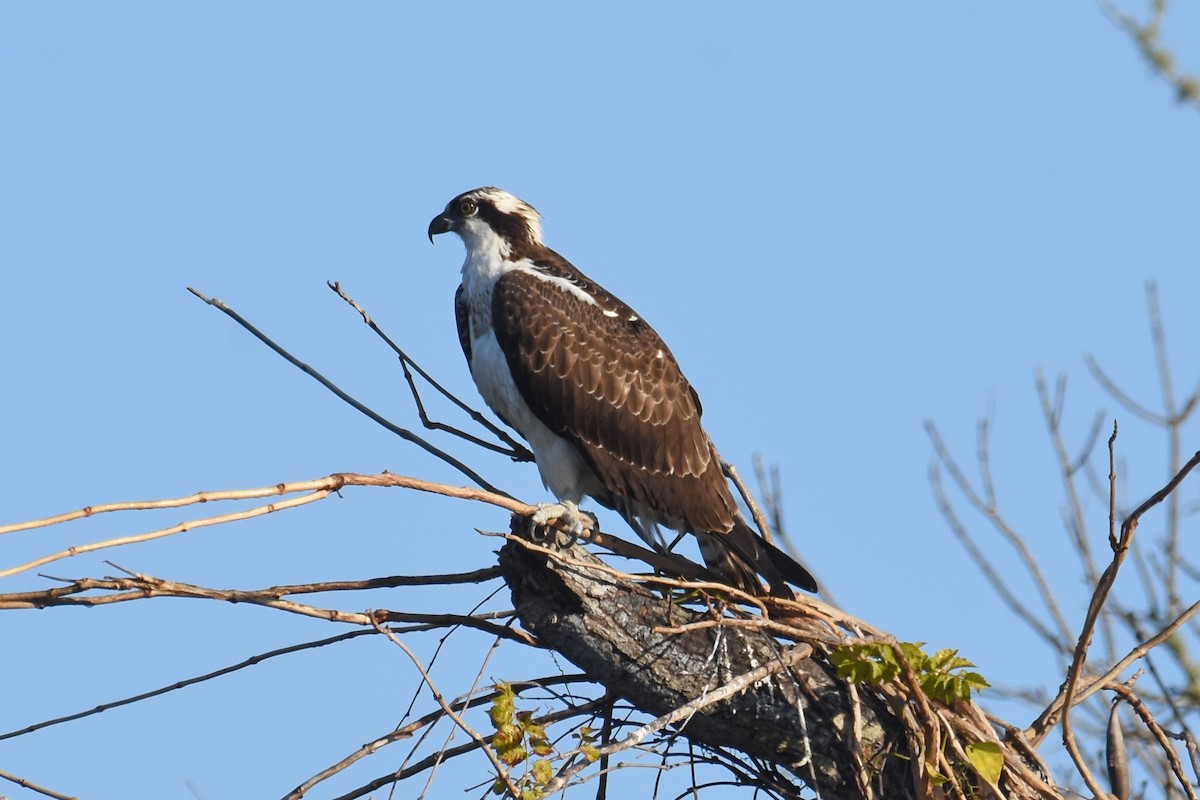 Скопа західна - ML647242942