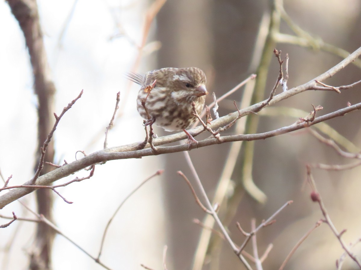 Чечевиця кармінова - ML647242949