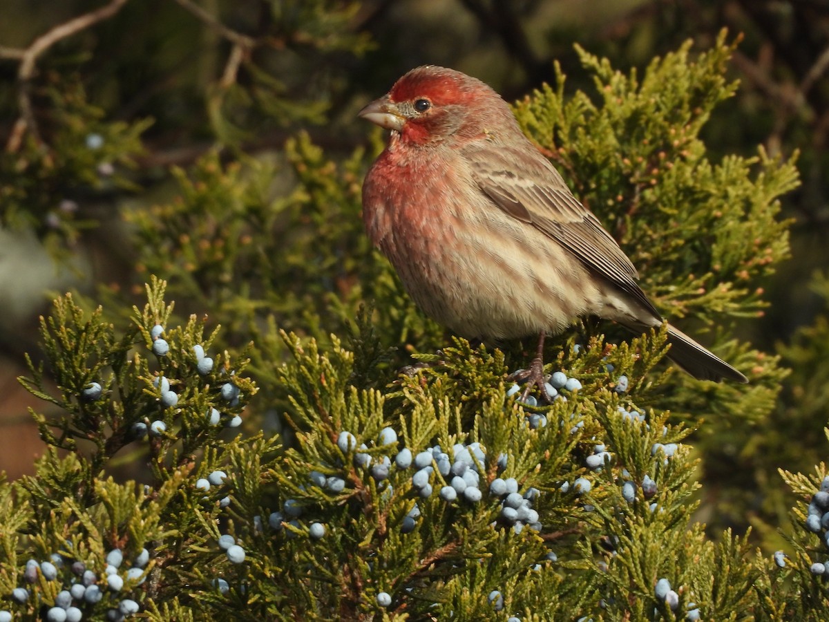 House Finch - ML647242951