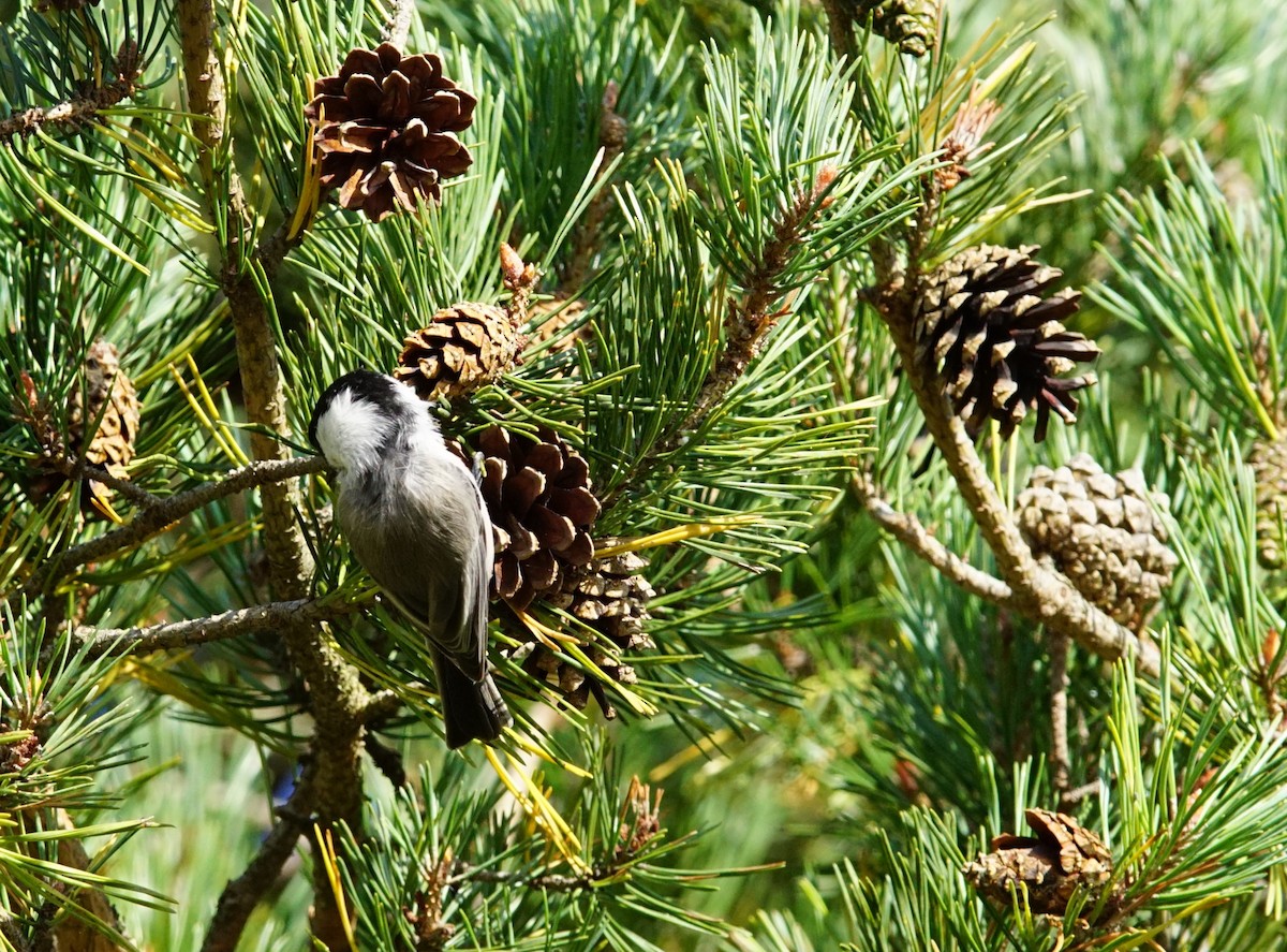 Mésange boréale - ML647242954