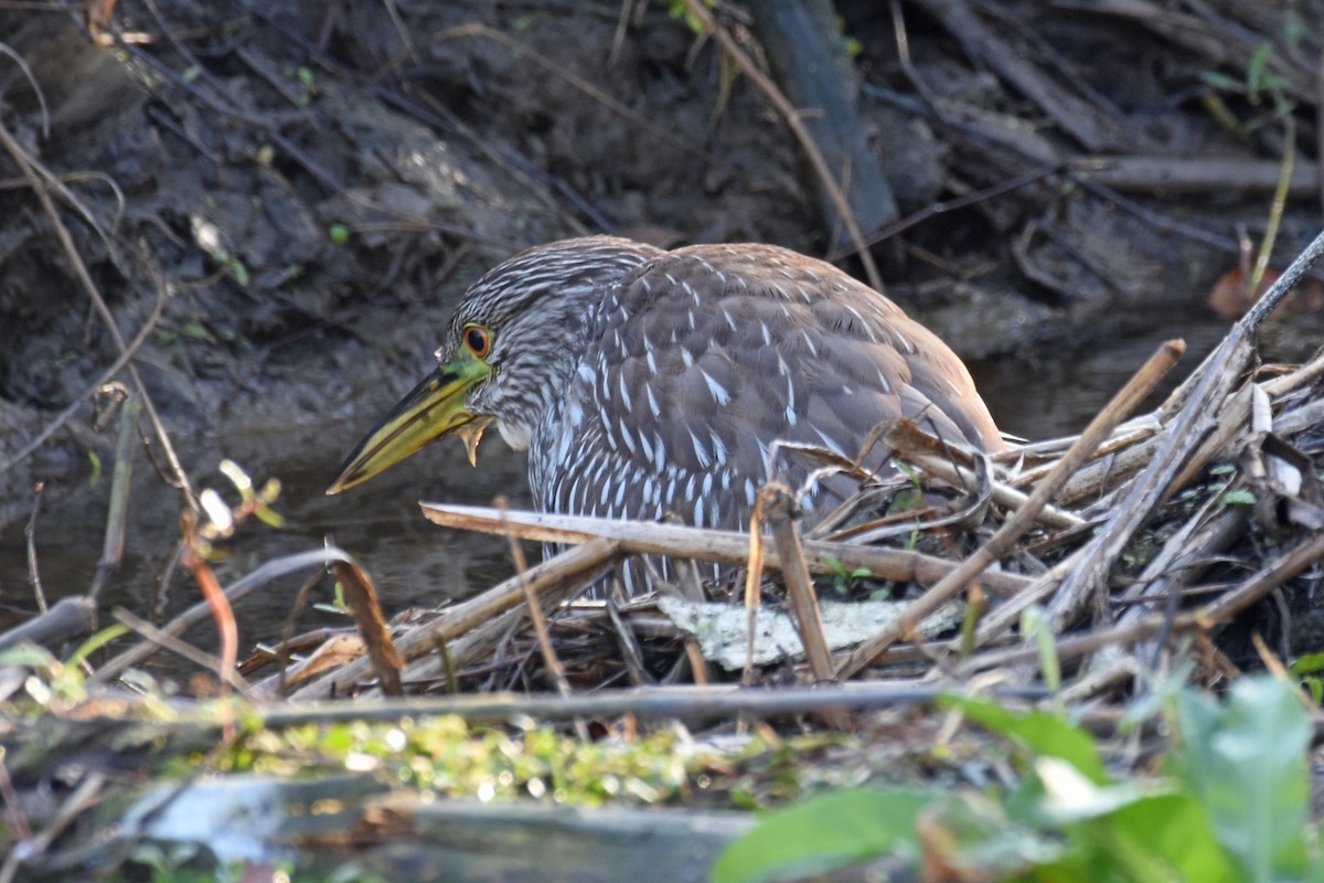 Квак звичайний - ML647242959