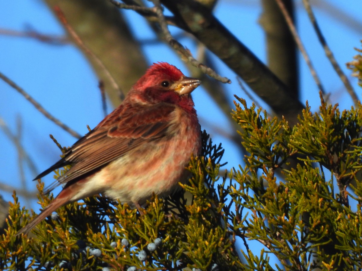 Purple Finch - ML647242963