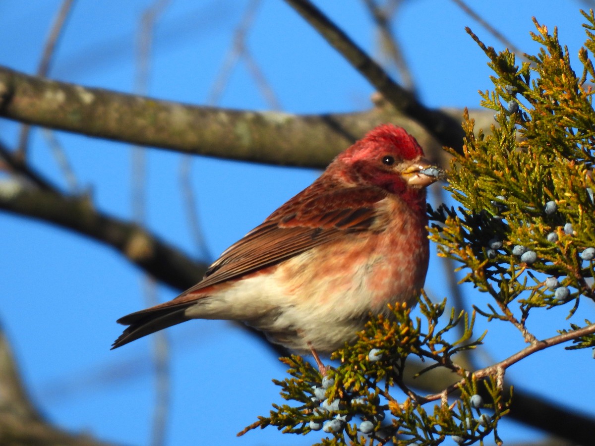 Purple Finch - ML647242966