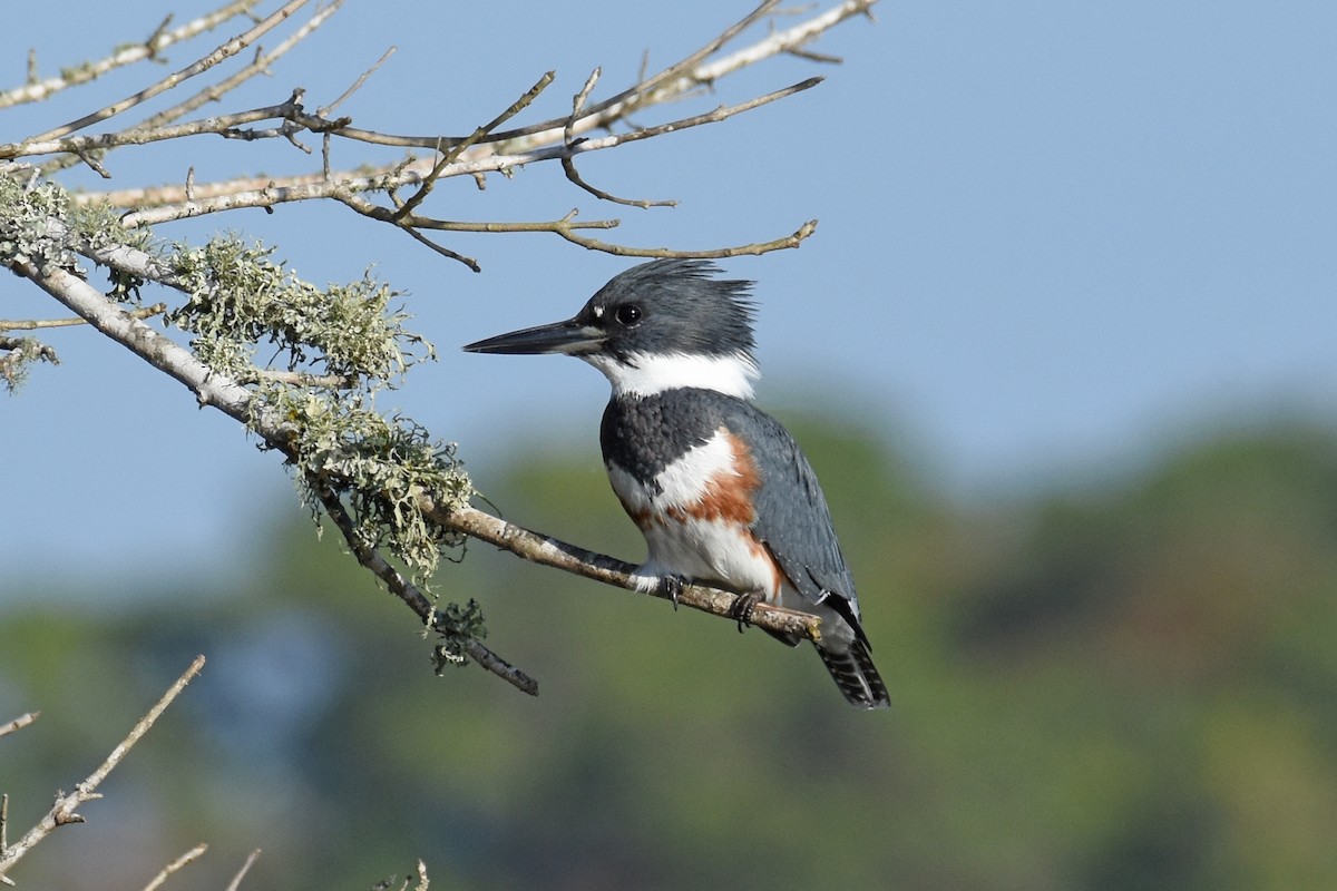 Рибалочка-чубань північний - ML647242969