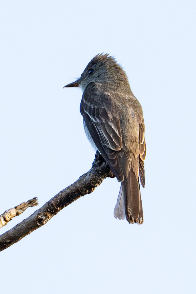 Восточный пиви - ML647242974