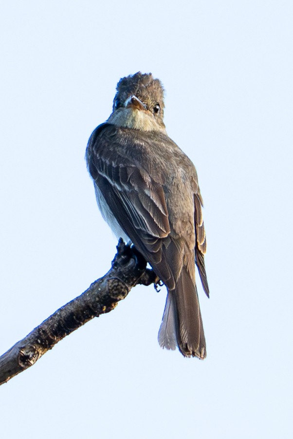 Восточный пиви - ML647242975