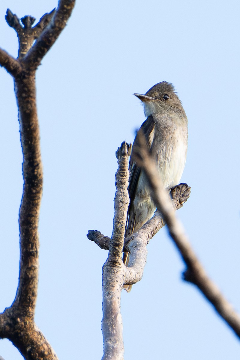 Восточный пиви - ML647242981