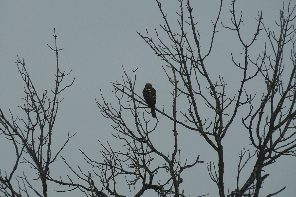 Cooper's Hawk - ML647242993