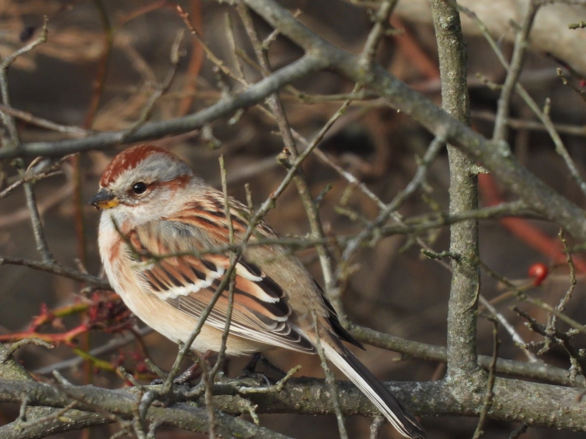 American Tree Sparrow - ML647242995