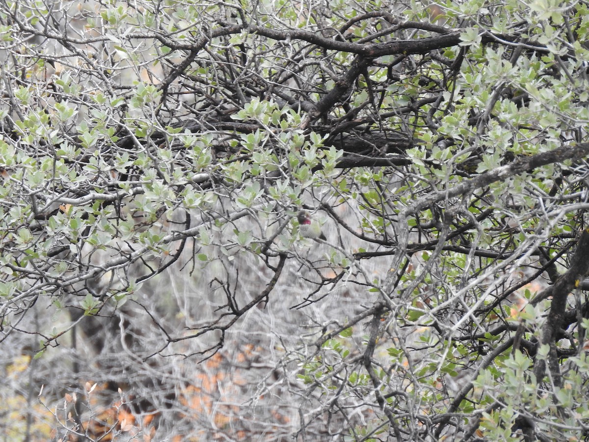 Anna's Hummingbird - ML647243005