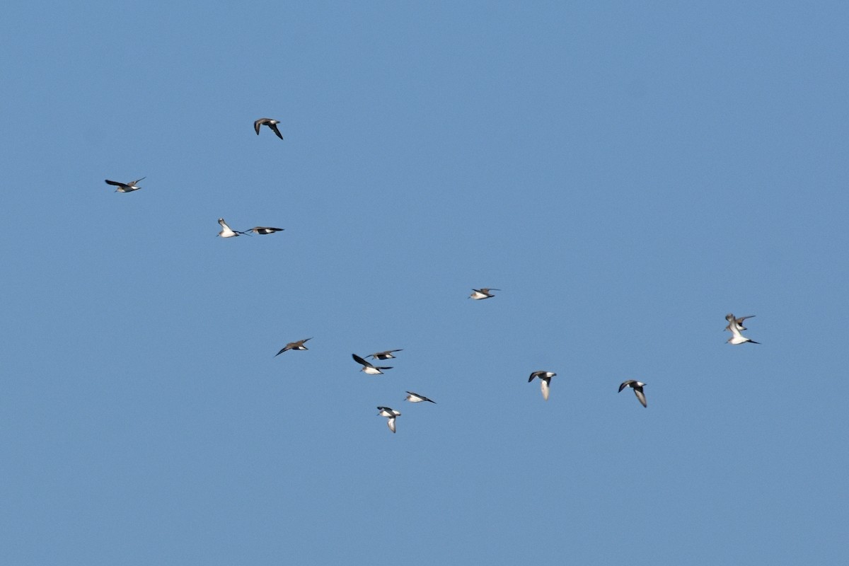 Побережник-крихітка - ML647243006