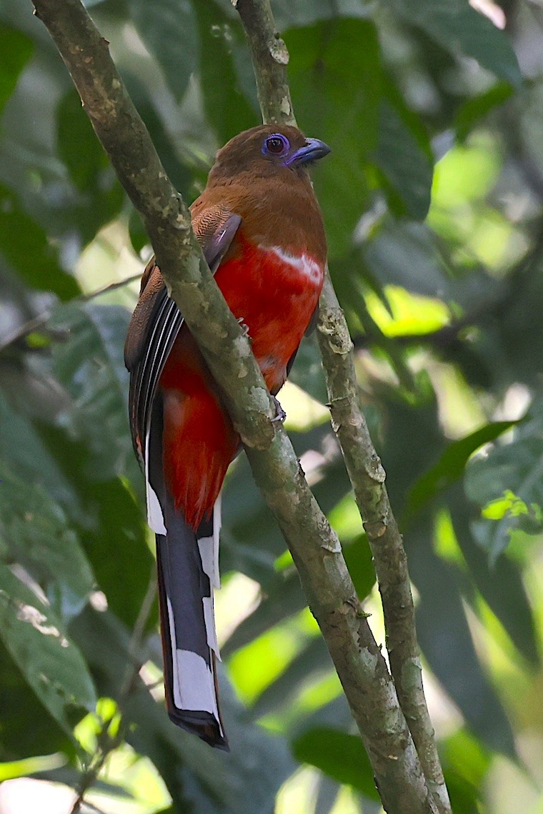 ズアカキヌバネドリ - ML647243016