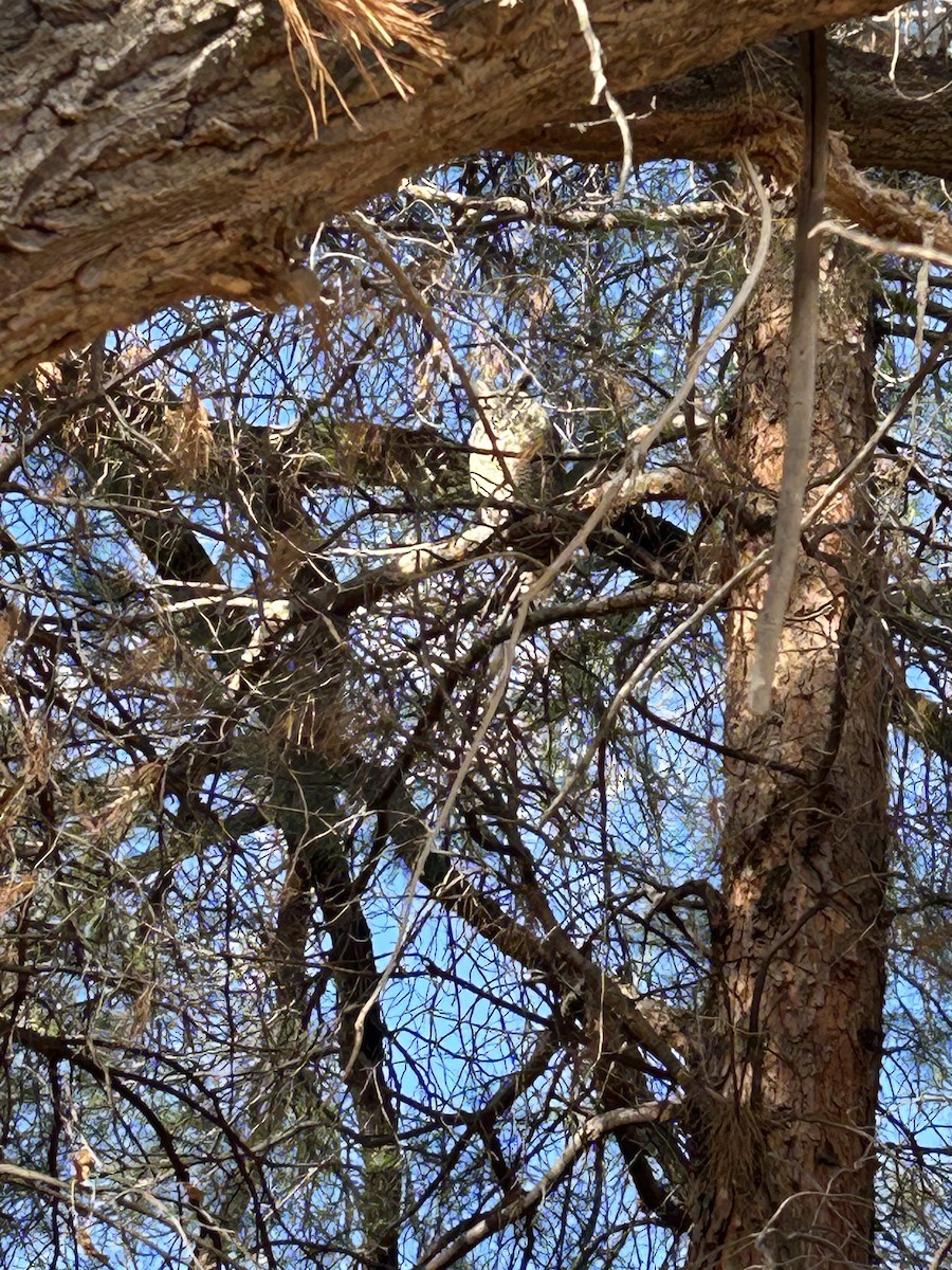 Great Horned Owl - ML647243021