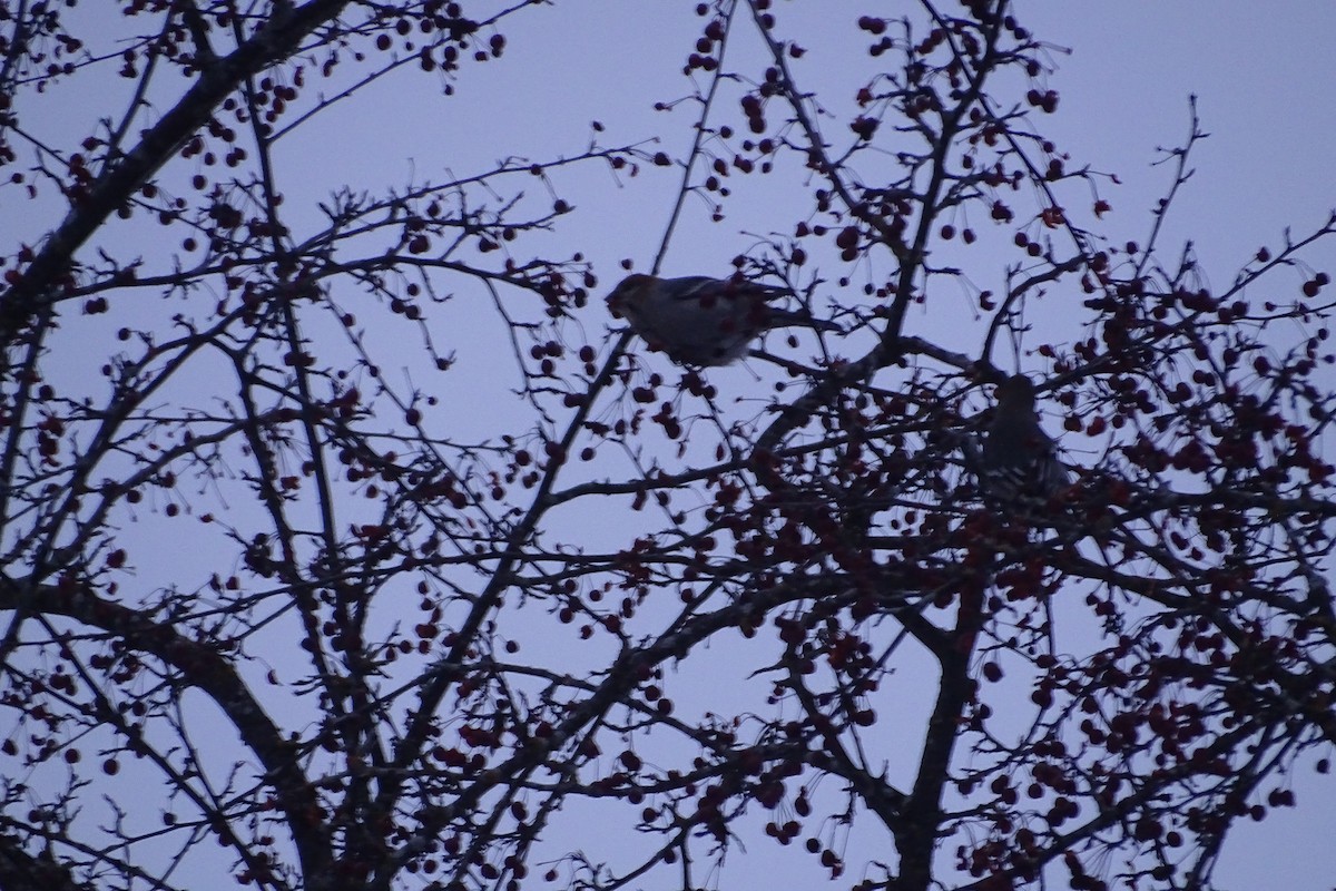 Pine Grosbeak - ML647243026