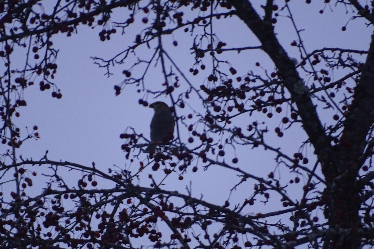 Pine Grosbeak - ML647243027