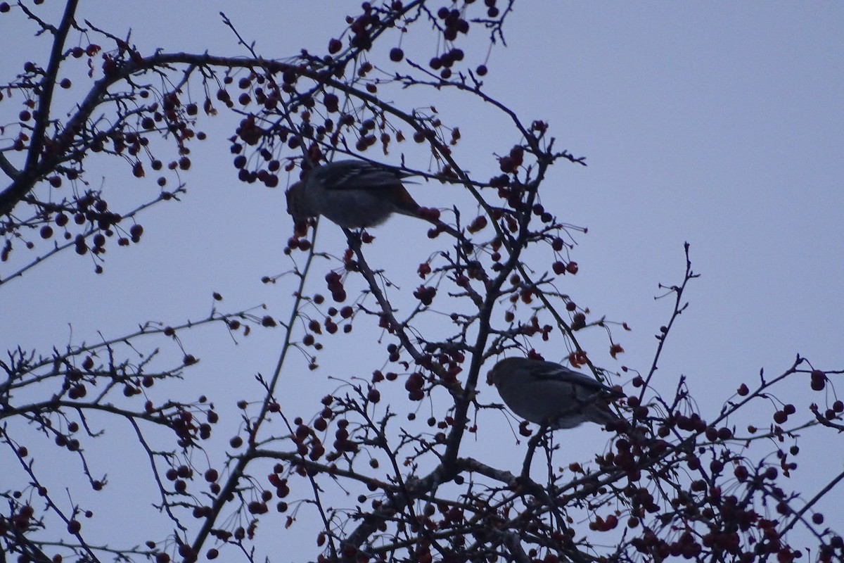 Pine Grosbeak - ML647243028