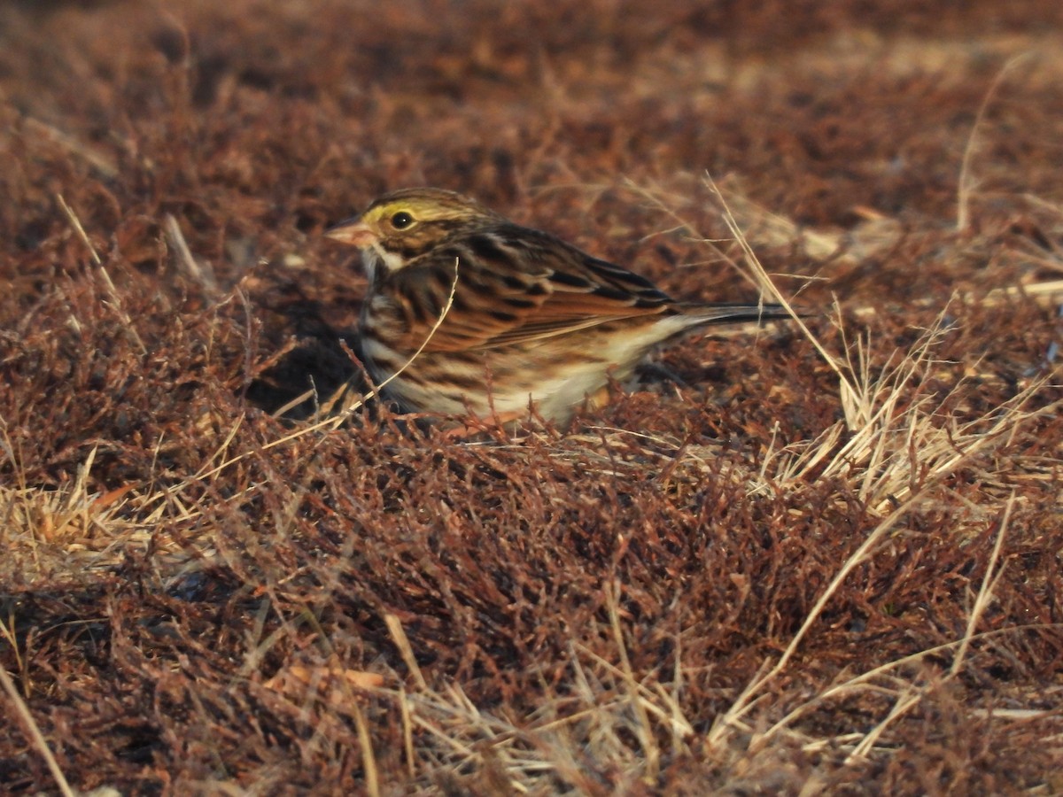 Savannah Sparrow - ML647243038