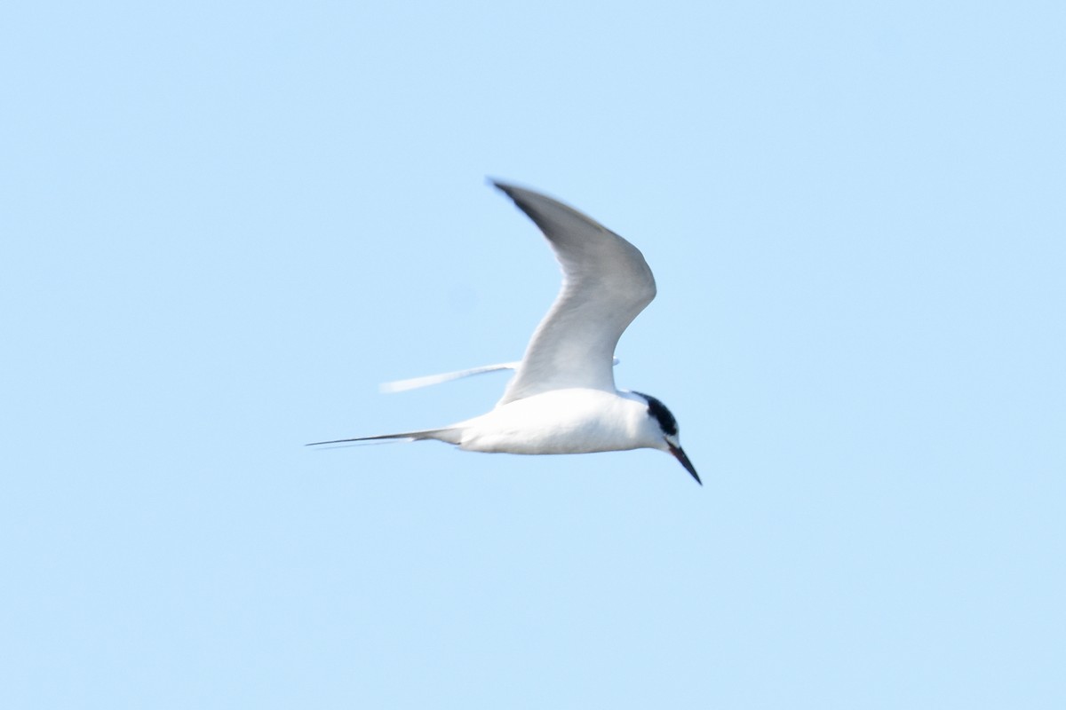 Forster's Tern - ML647243042