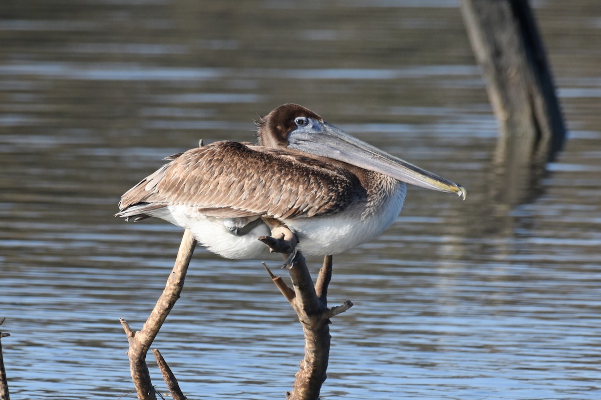 Пелікан бурий - ML647243049