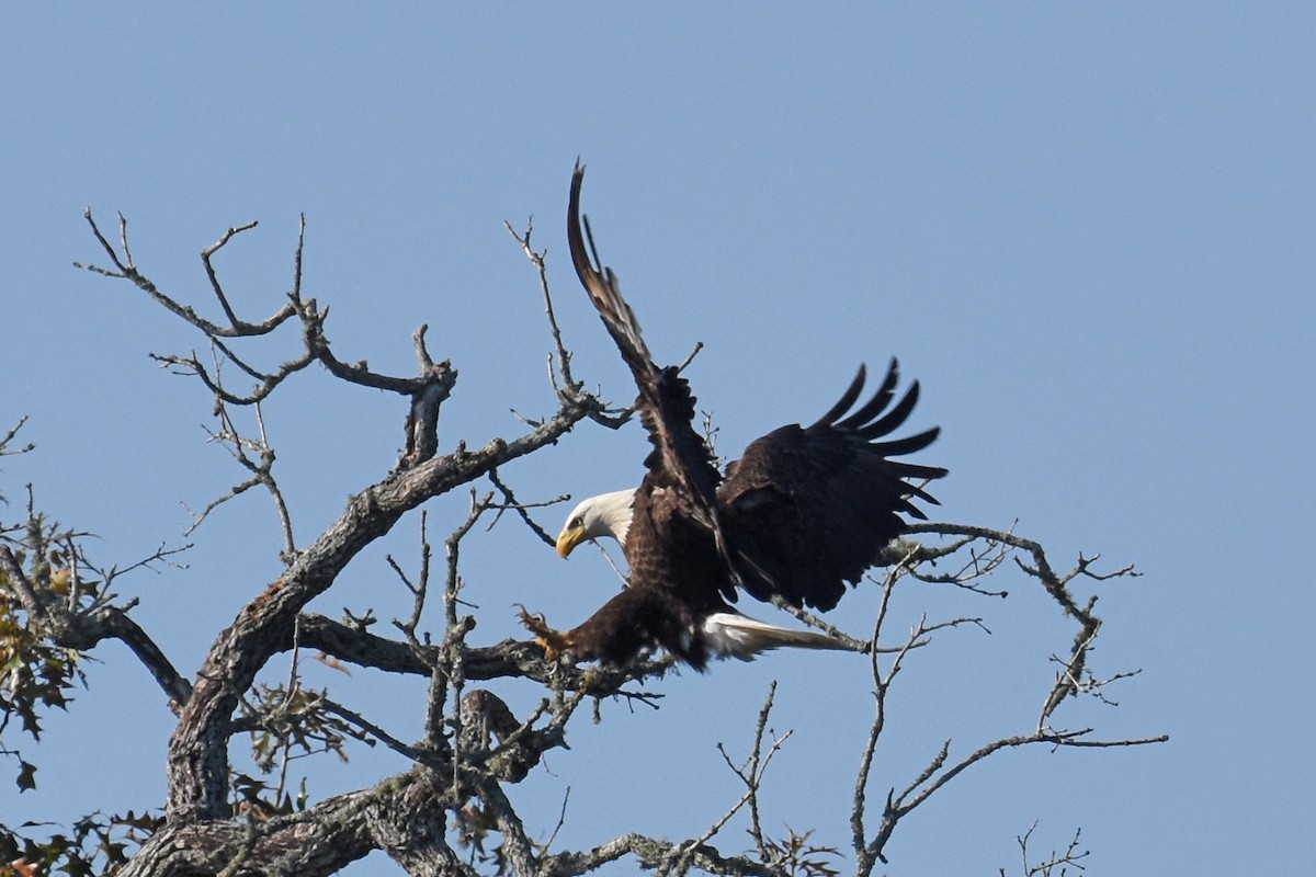 Орлан білоголовий - ML647243063