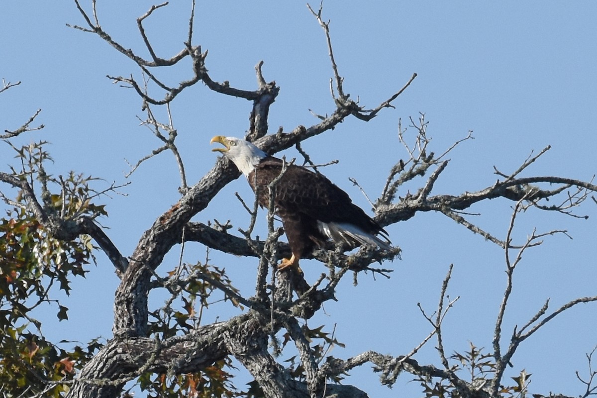 Орлан білоголовий - ML647243064