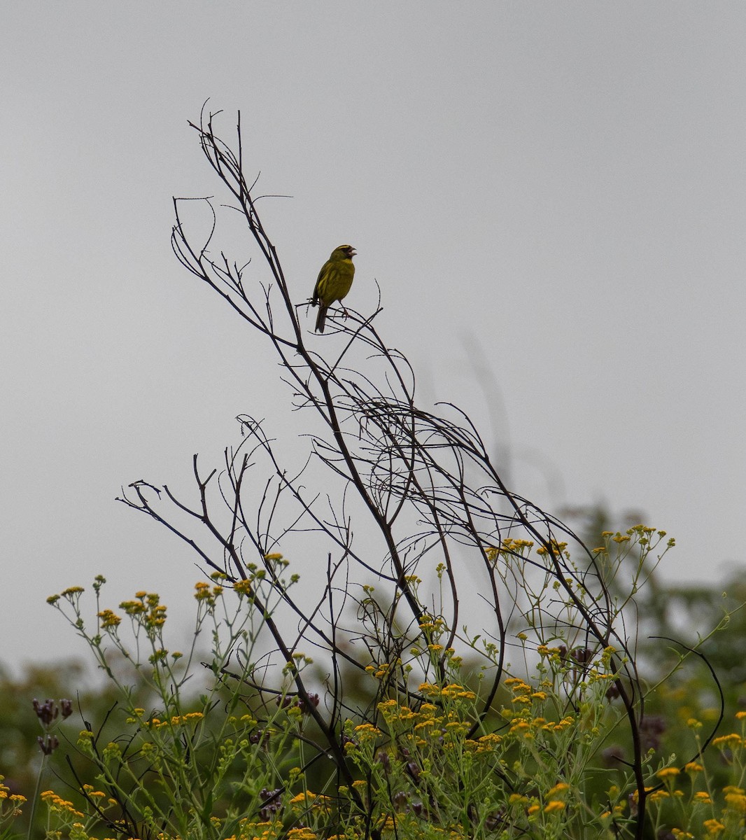 Лесной канареечник - ML647243065