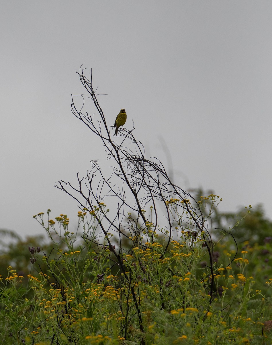 Лесной канареечник - ML647243068