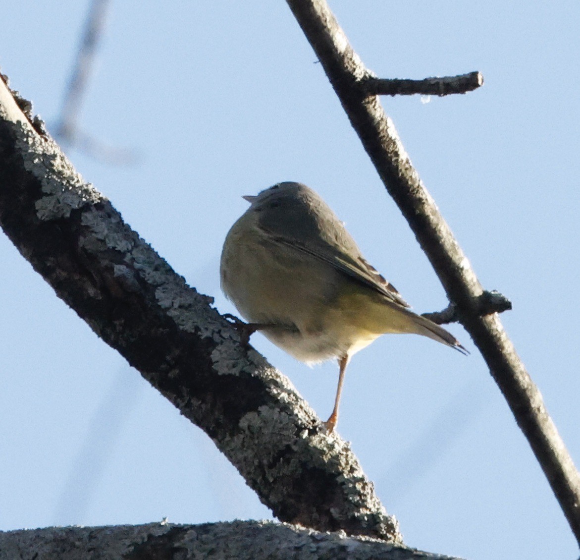 Orange-crowned Warbler - ML647243070