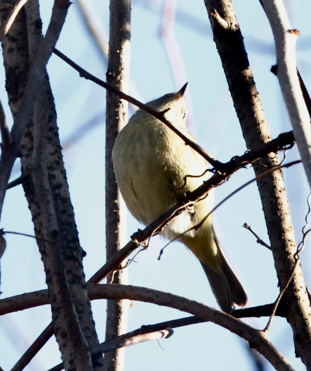 Orange-crowned Warbler - ML647243071