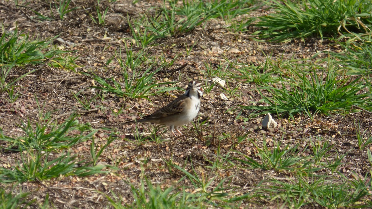 Lark Sparrow - ML647243073