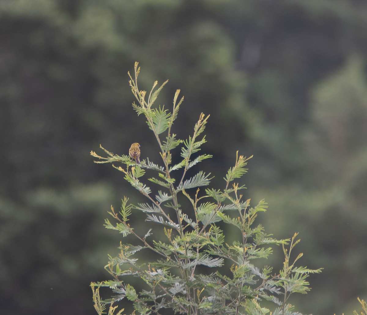 Лесной канареечник - ML647243074