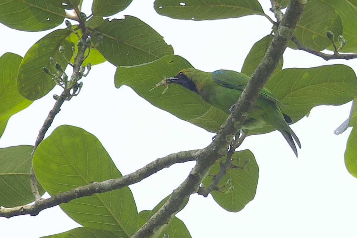 Золотолобая листовка - ML647243084