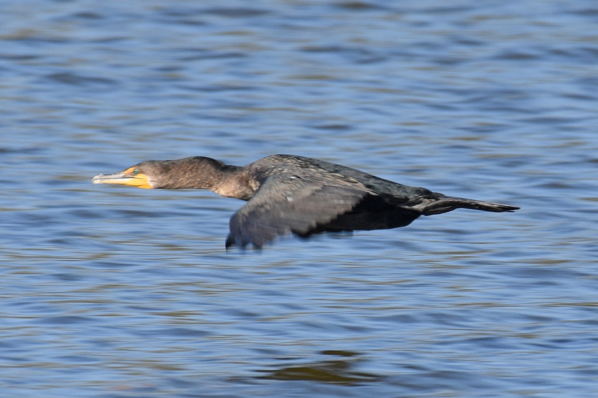 Баклан вухатий - ML647243085