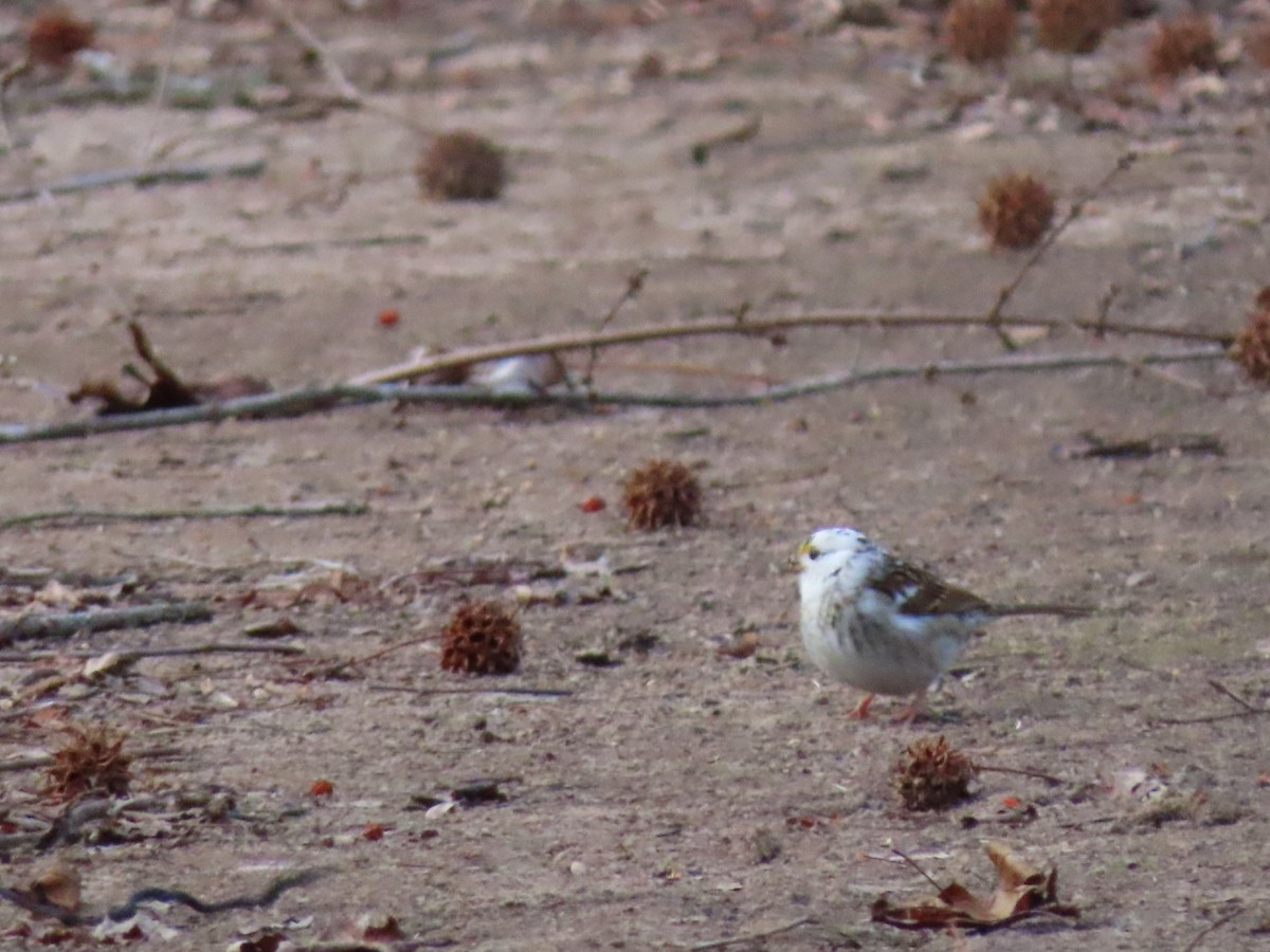 Бруант білогорлий - ML647243090