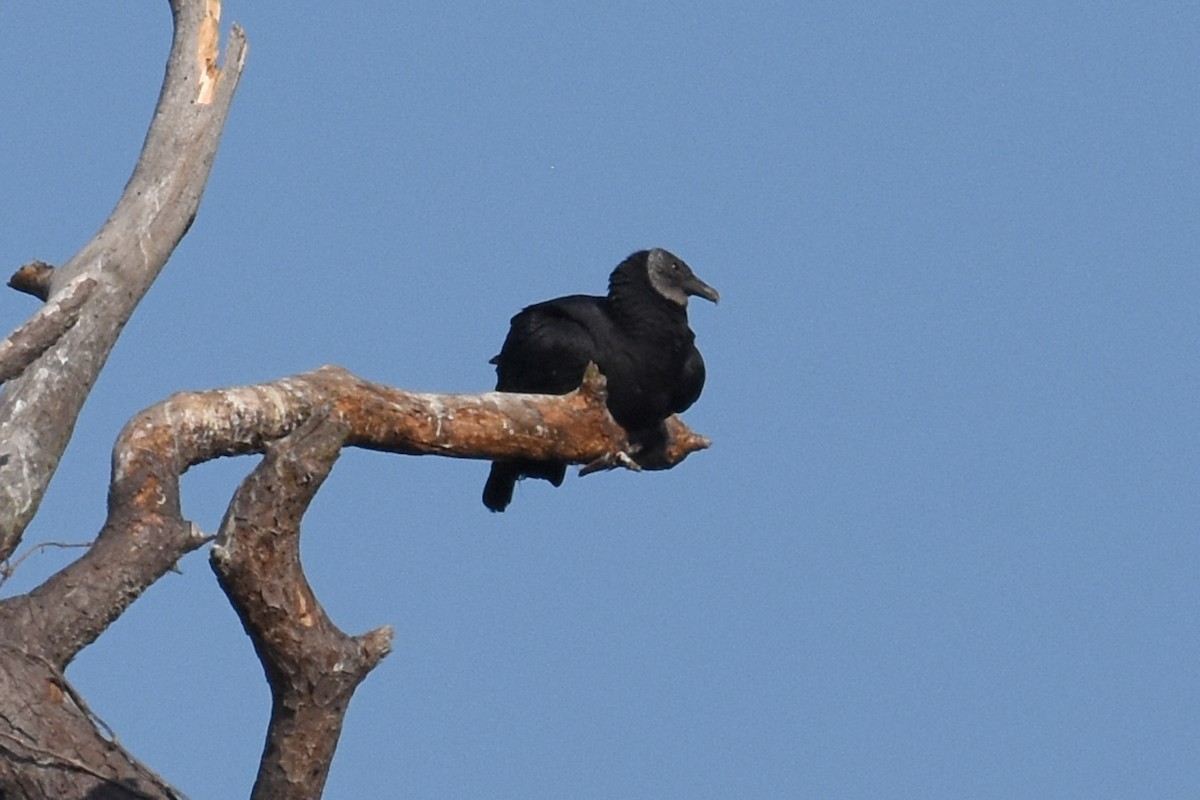 Катарта чорна - ML647243100