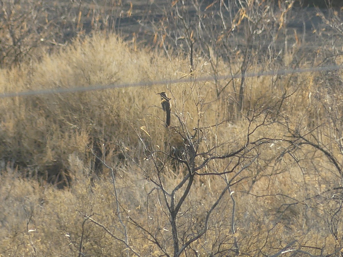Crissal Thrasher - ML647243108